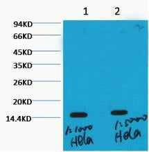Histone H3(Tri Methyl Lys36)(Q12)Mouse Monoclonal Antibody