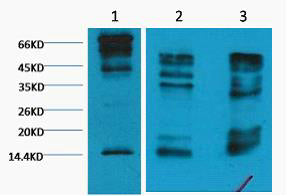 Histone H3(Tri Methyl Lys9)(2C3)Mouse Monoclonal Antibody