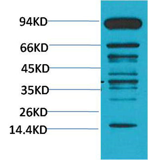 Pan Methylated Lysine(Mix)Mouse Monoclonal Antibody