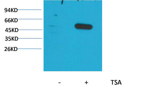 α-tubulin(Acetyl Lys40)(5H5)Mouse Monoclonal Antibody