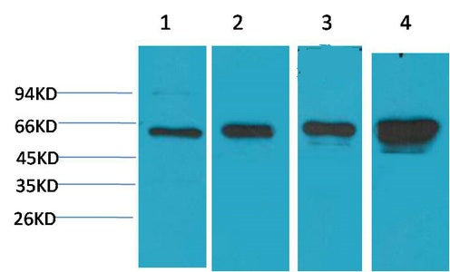 AMPK α1(5G11)Mouse Monoclonal Antibody