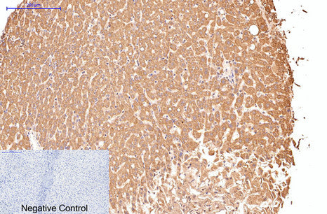 CD16(Q32)Mouse Monoclonal Antibody