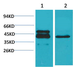 CREB-1(4B4)Mouse Monoclonal Antibody