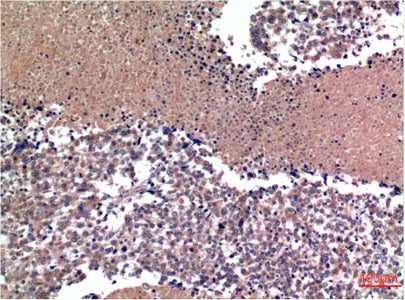 Cyclin B1(1A5)Mouse Monoclonal Antibody