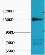 eNOS(Mix)Mouse Monoclonal Antibody