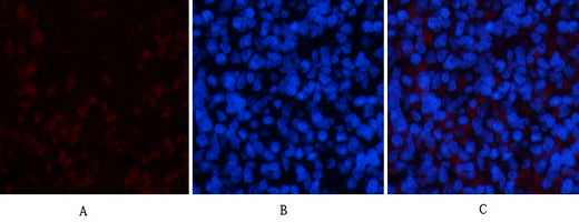 ERK1(5E9)Mouse Monoclonal Antibody