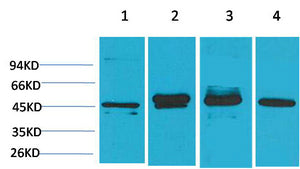 GAP-43(Mix)Mouse Monoclonal Antibody