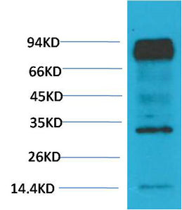 HIF-1 β/ARNT(4C5)Mouse Monoclonal Antibody