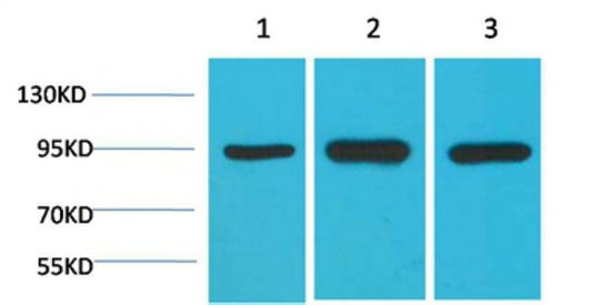 HSP90 α(1F6)Mouse Monoclonal Antibody