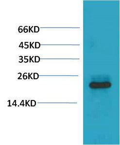 HSPB8/HSP22(2C3)Mouse Monoclonal Antibody