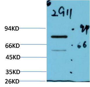 Luciferase(2G11)Mouse Monoclonal Antibody