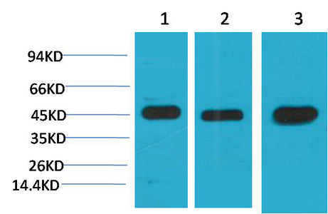 MEK2(2C3)Mouse Monoclonal Antibody