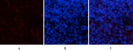 PPAR Delta(2F9)Mouse Monoclonal Antibody