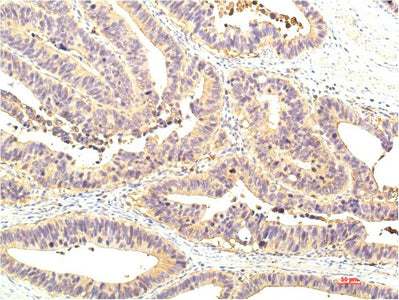 STAT1(8H11)Mouse Monoclonal Antibody