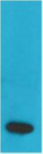 TNF α(Q34)Mouse Monoclonal Antibody