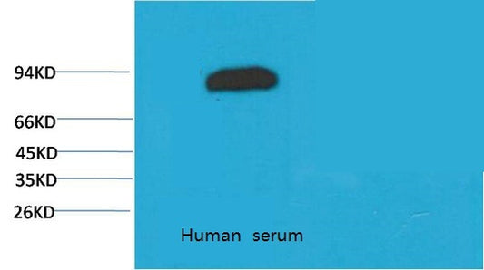 Transferrin(10G3)Mouse Monoclonal Antibody
