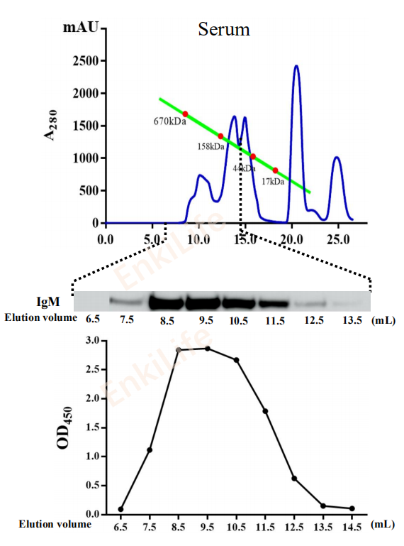 Mouse anti-Grass carp IgM heavy chain Monoclonal Antibody