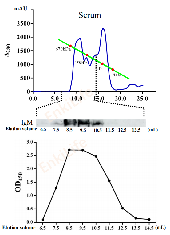 Mouse anti-Snakehead IgM heavy chain Monoclonal Antibody