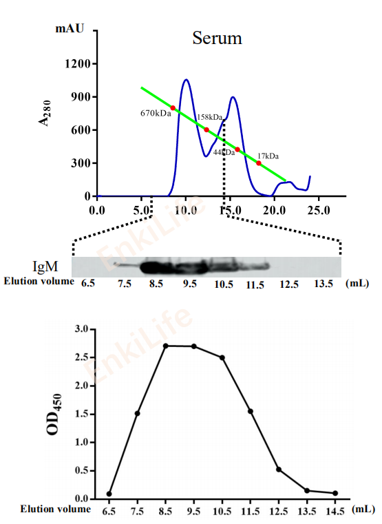 Mouse anti-Tilapia IgM heavy chain Monoclonal Antibody