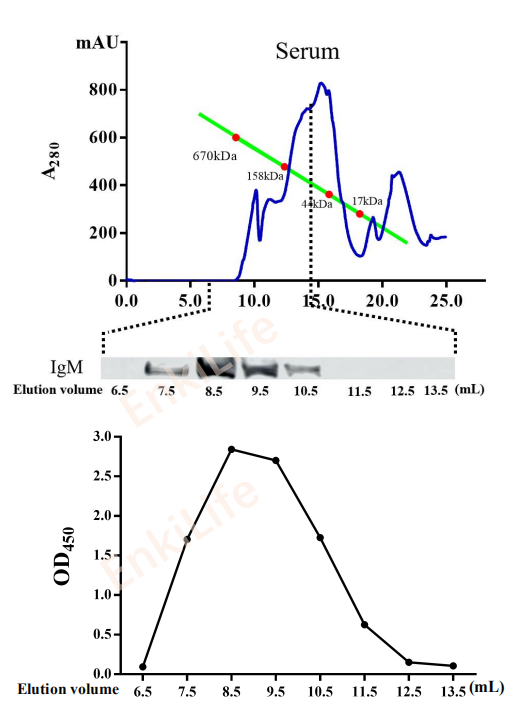 Mouse anti-Largemouth bass IgM heavy chain Monoclonal Antibody