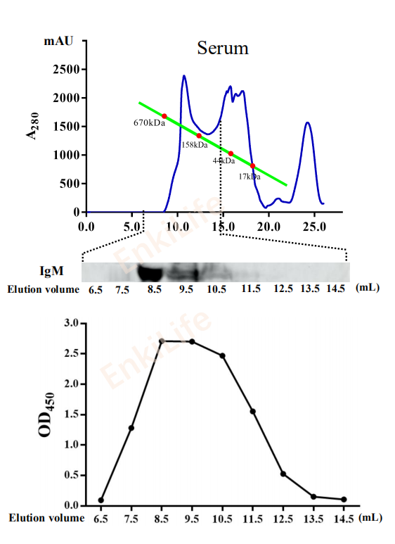 Mouse anti-Mandarin fish IgM heavy chain Monoclonal Antibody