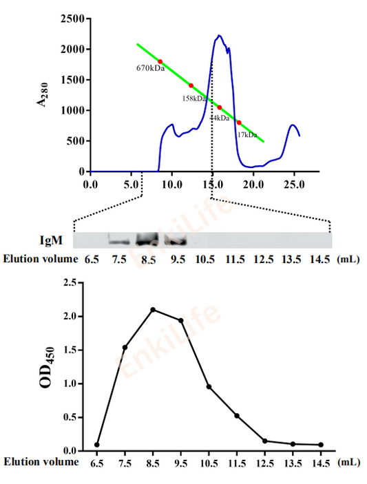 Mouse anti-Yellow catfish IgM heavy chain Monoclonal Antibody