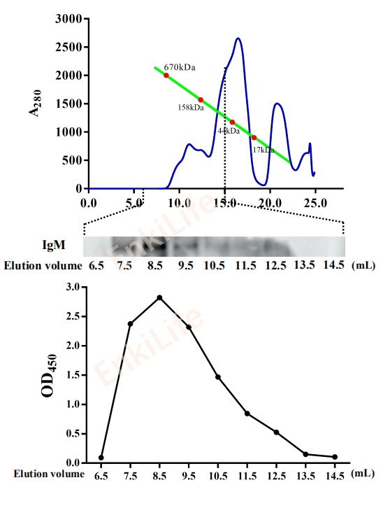 Mouse anti-Carp IgM heavy chain Monoclonal Antibody