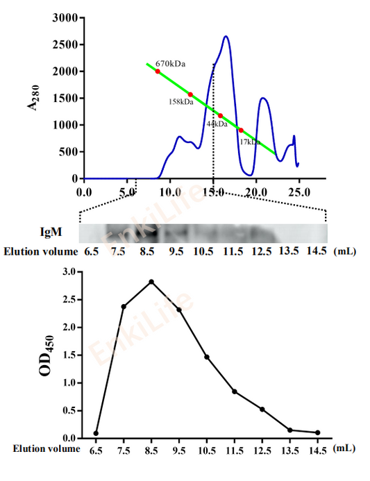 Mouse anti-Carp IgM heavy chain Monoclonal Antibody