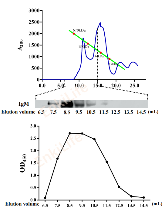 Mouse anti-Crucian carp IgM heavy chain Monoclonal Antibody