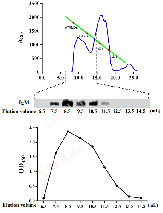 Mouse anti-Channel Catfish IgM heavy chain Monoclonal Antibody