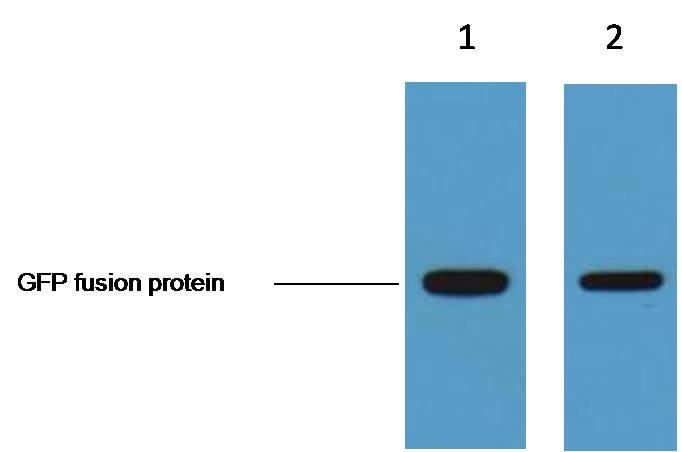 GFP-Tag Monoclonal Antibody(1G6)