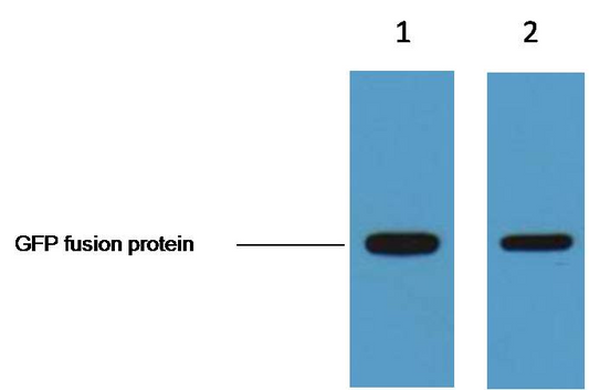 GFP-Tag Monoclonal Antibody(1G6)