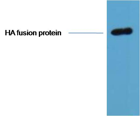 HA-Tag Monoclonal Antibody(1B10)
