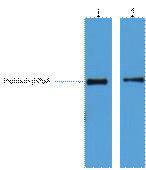 His-Tag Monoclonal Antibody(4E6)