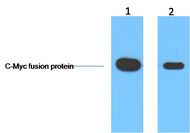 Myc-Tag Monoclonal Antibody(3E8)