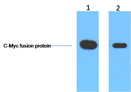 Myc-Tag Monoclonal Antibody(3E8)