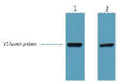 V5-Tag Monoclonal Antibody(3C8)