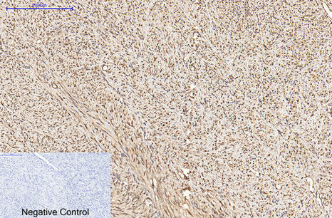 α-tubulin Monoclonal Antibody(8F11)