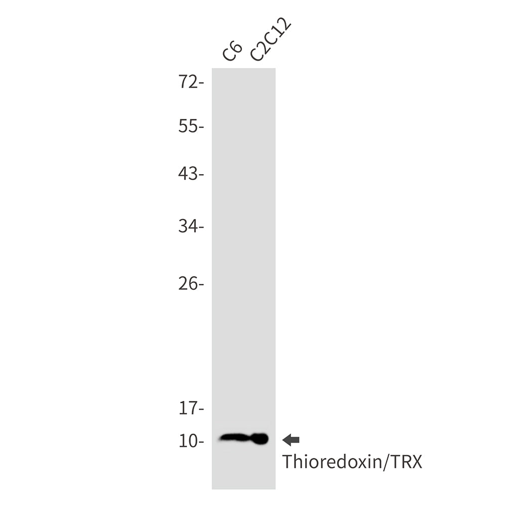 Thioredoxin Rabbit Monoclonal Antibody