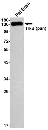 Trk B Rabbit Monoclonal Antibody