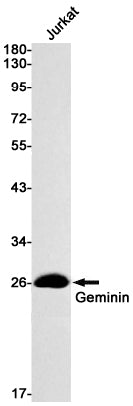 Geminin Rabbit Monoclonal Antibody