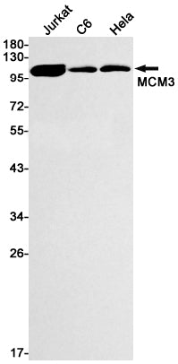 MCM3 Rabbit Monoclonal Antibody