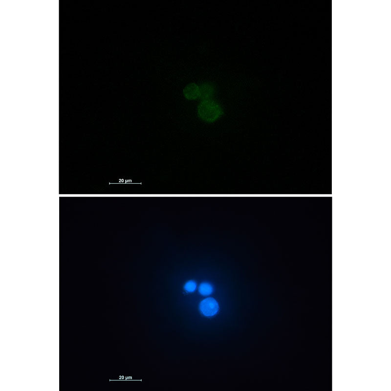 Matrin 3 Rabbit Monoclonal Antibody