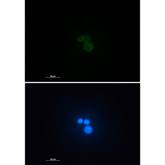 Matrin 3 Rabbit Monoclonal Antibody