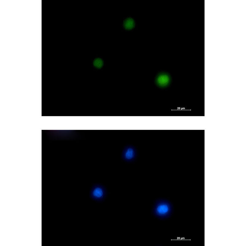 GATA1 Rabbit Monoclonal Antibody