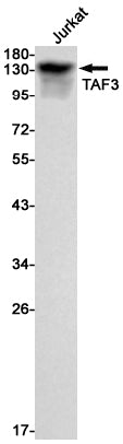 TAF3 Rabbit Monoclonal Antibody