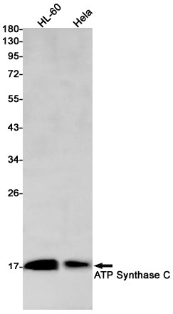 ATP Synthase C Rabbit Monoclonal Antibody