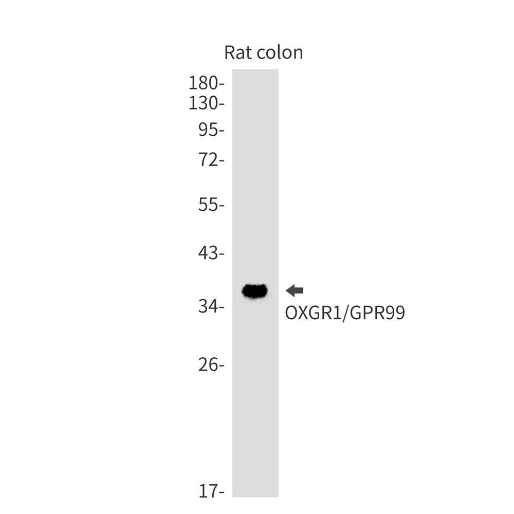 OXGR1 Rabbit Monoclonal Antibody