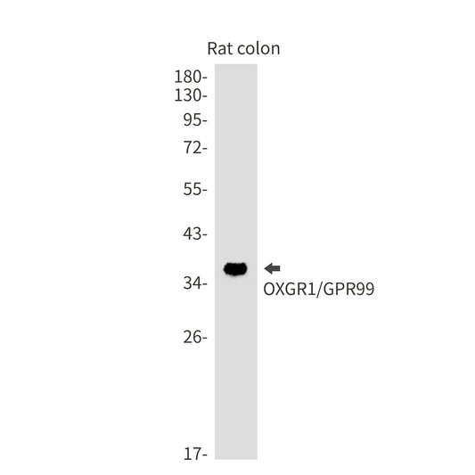 OXGR1 Rabbit Monoclonal Antibody
