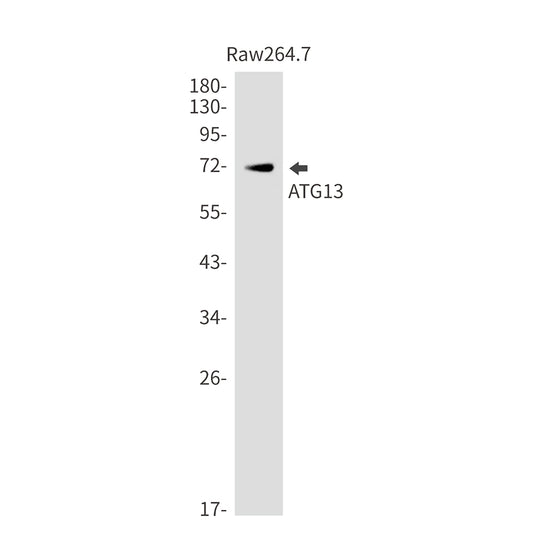 ATG13 Rabbit Monoclonal Antibody